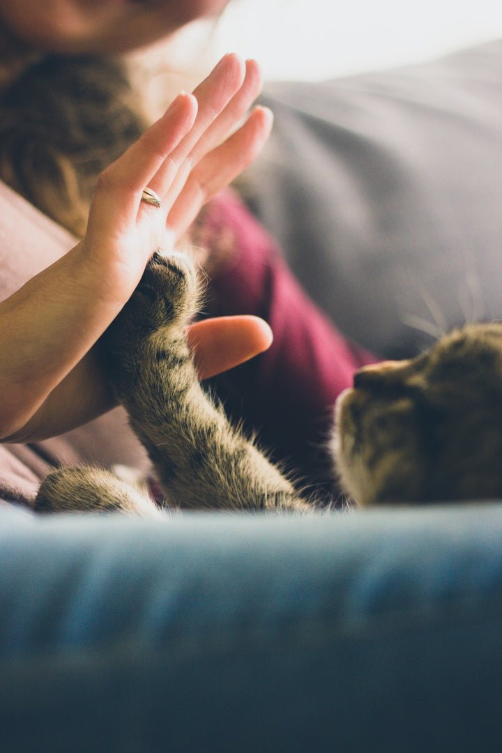 Scaredy Cat? 15 Tried-And-True Tips To Earn Your Cat's Trust