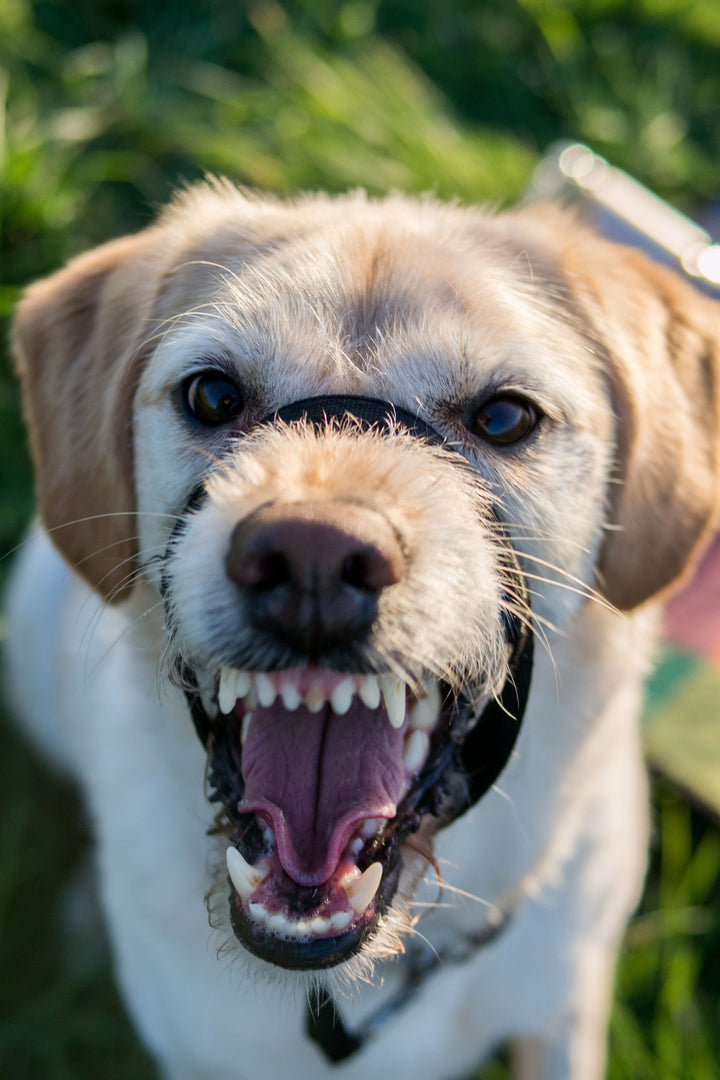 Dog On Dog Aggression